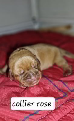 Les chiots de Dogue de Bordeaux
