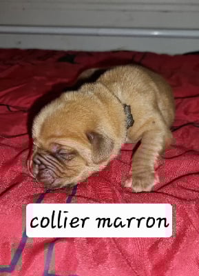 Les chiots de Dogue de Bordeaux