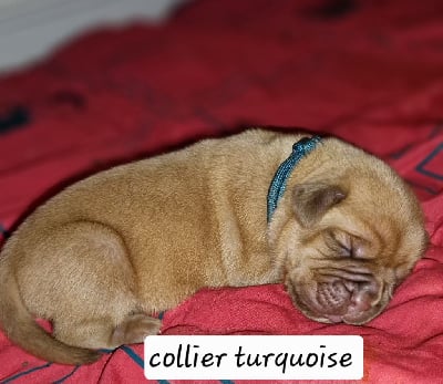 Les chiots de Dogue de Bordeaux