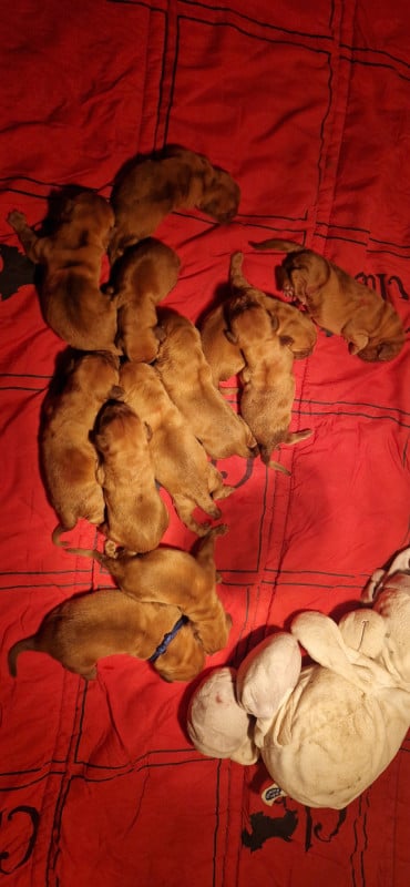 Dogue de Bordeaux - des Trésors d'Anubis