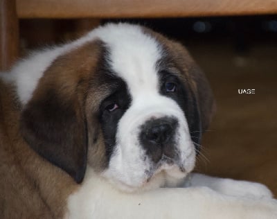 De La Route Des Garrotxes