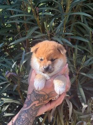 Les chiots de Shiba