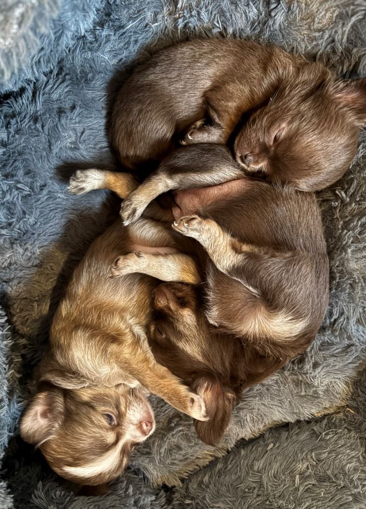 Chihuahua - Du Palais D'Orka