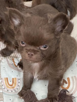 Les chiots de Chihuahua