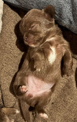 Les chiots de Chihuahua