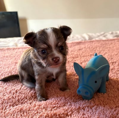 Les chiots de Chihuahua