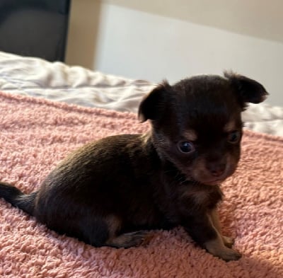 Les chiots de Chihuahua