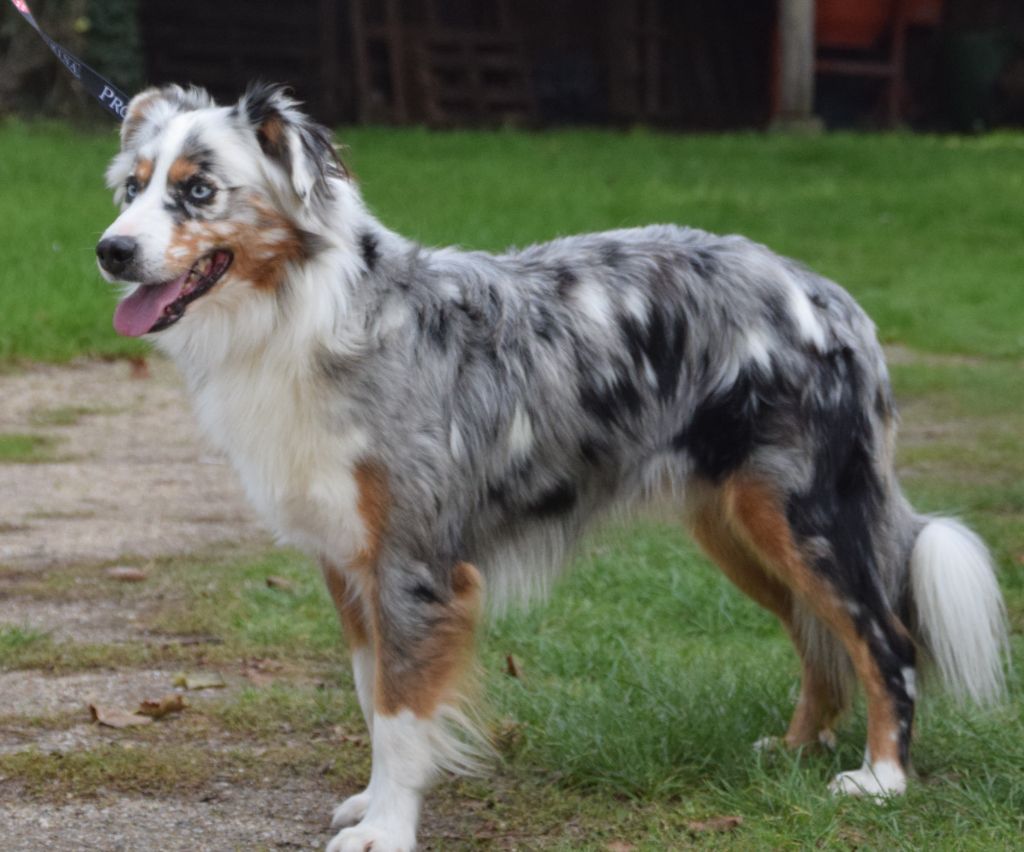 Sugar du Moulin de la Terrasse
