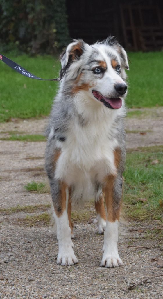 Sugar du Moulin de la Terrasse