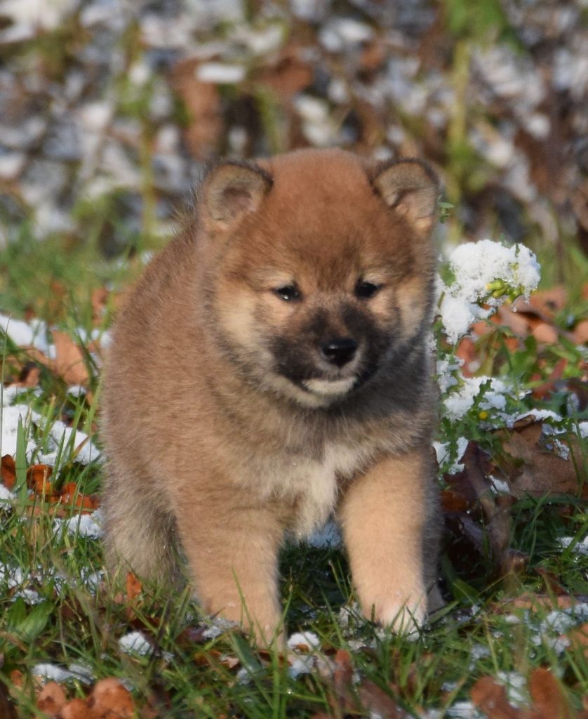 Shiba - (Sans Affixe)