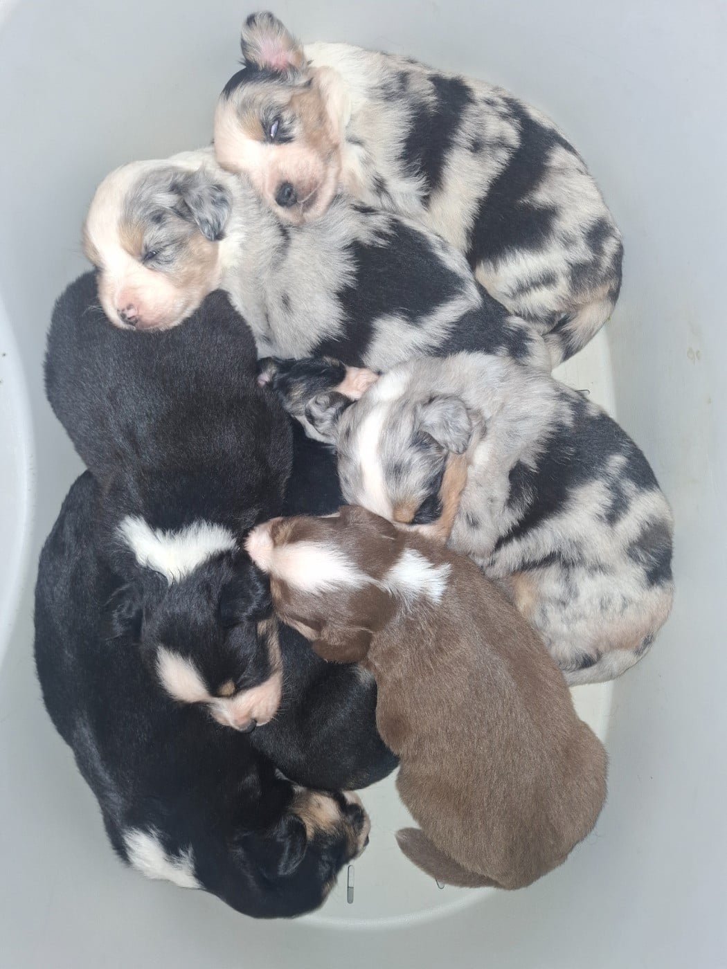 Berger Américain Miniature  - (Sans Affixe)