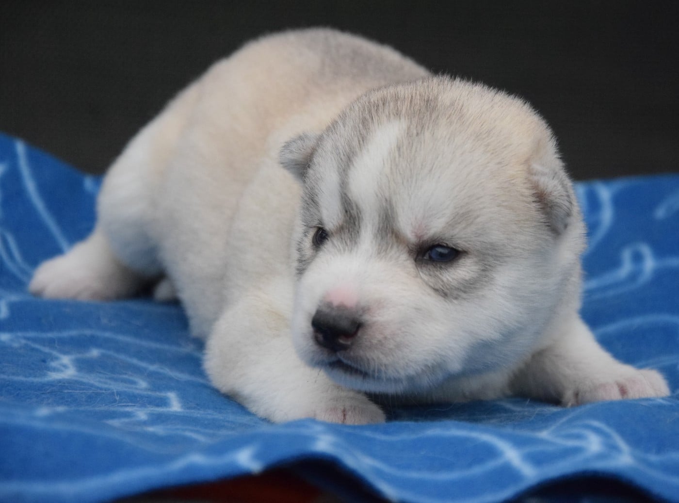 Siberian Husky - (Sans Affixe)