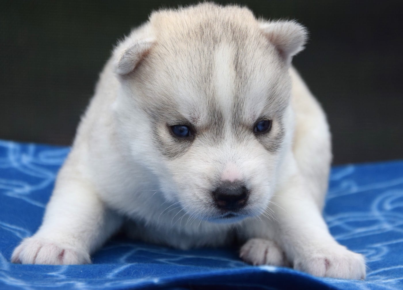 Siberian Husky - (Sans Affixe)