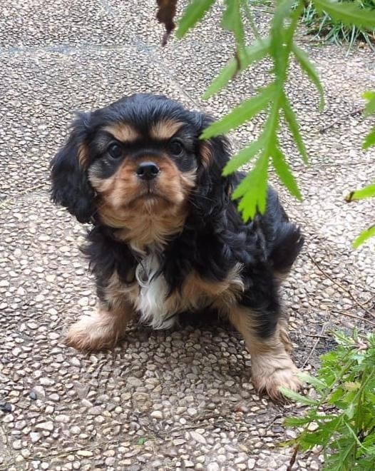Cavalier King Charles Spaniel - (Sans Affixe)
