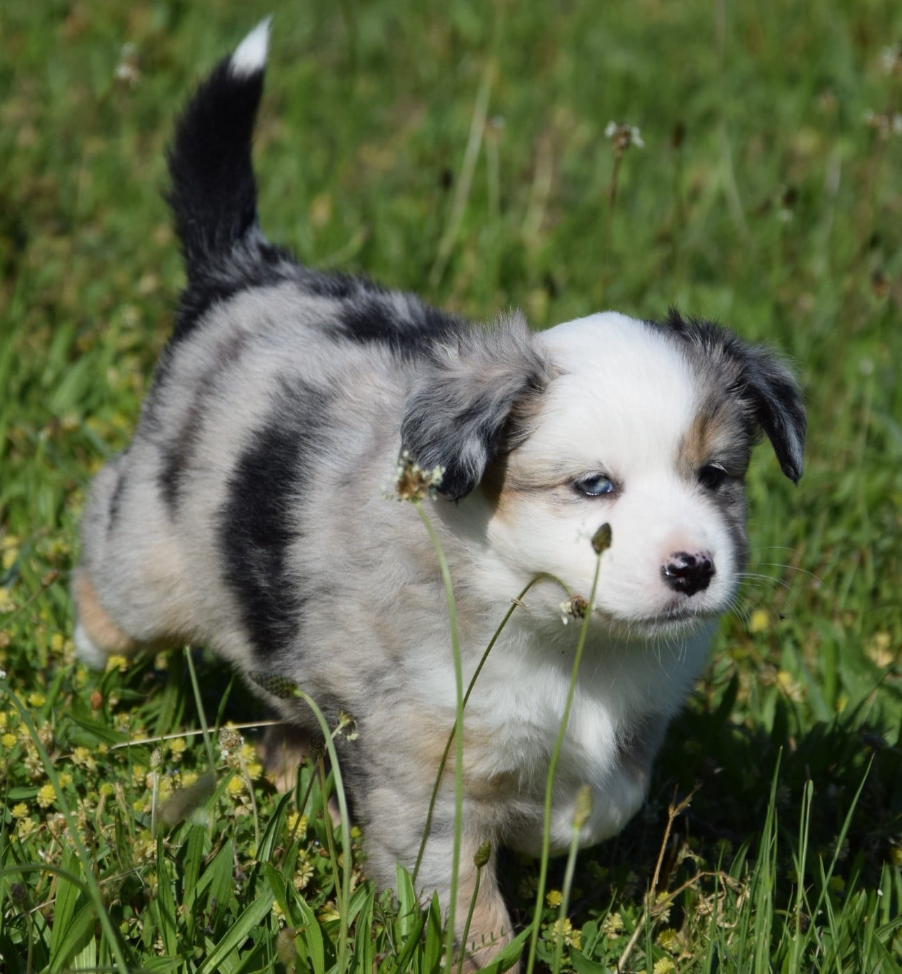 Bluebell