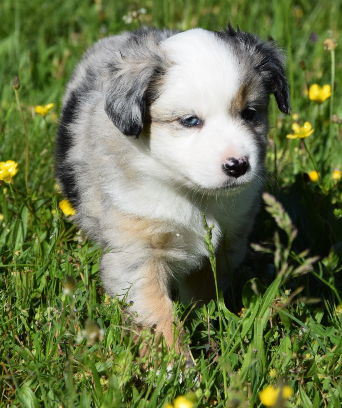 Bluebell