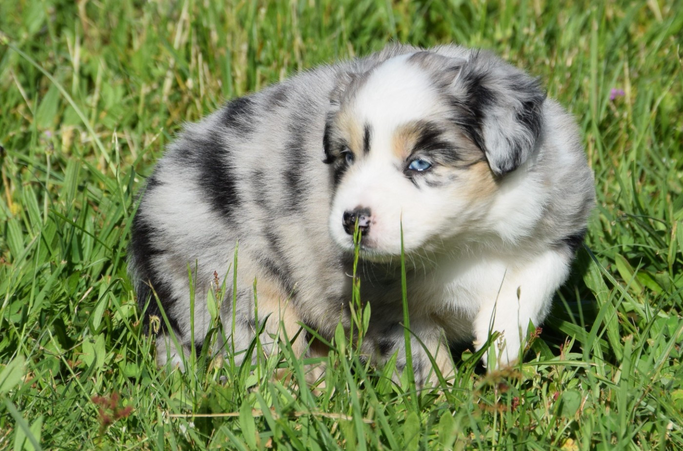 Bluebelle