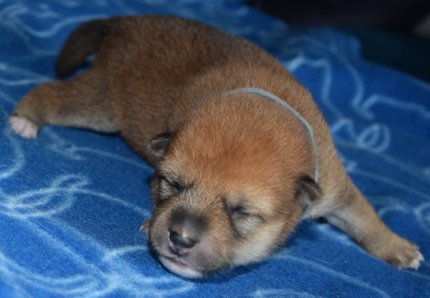 Shiba - (Sans Affixe)