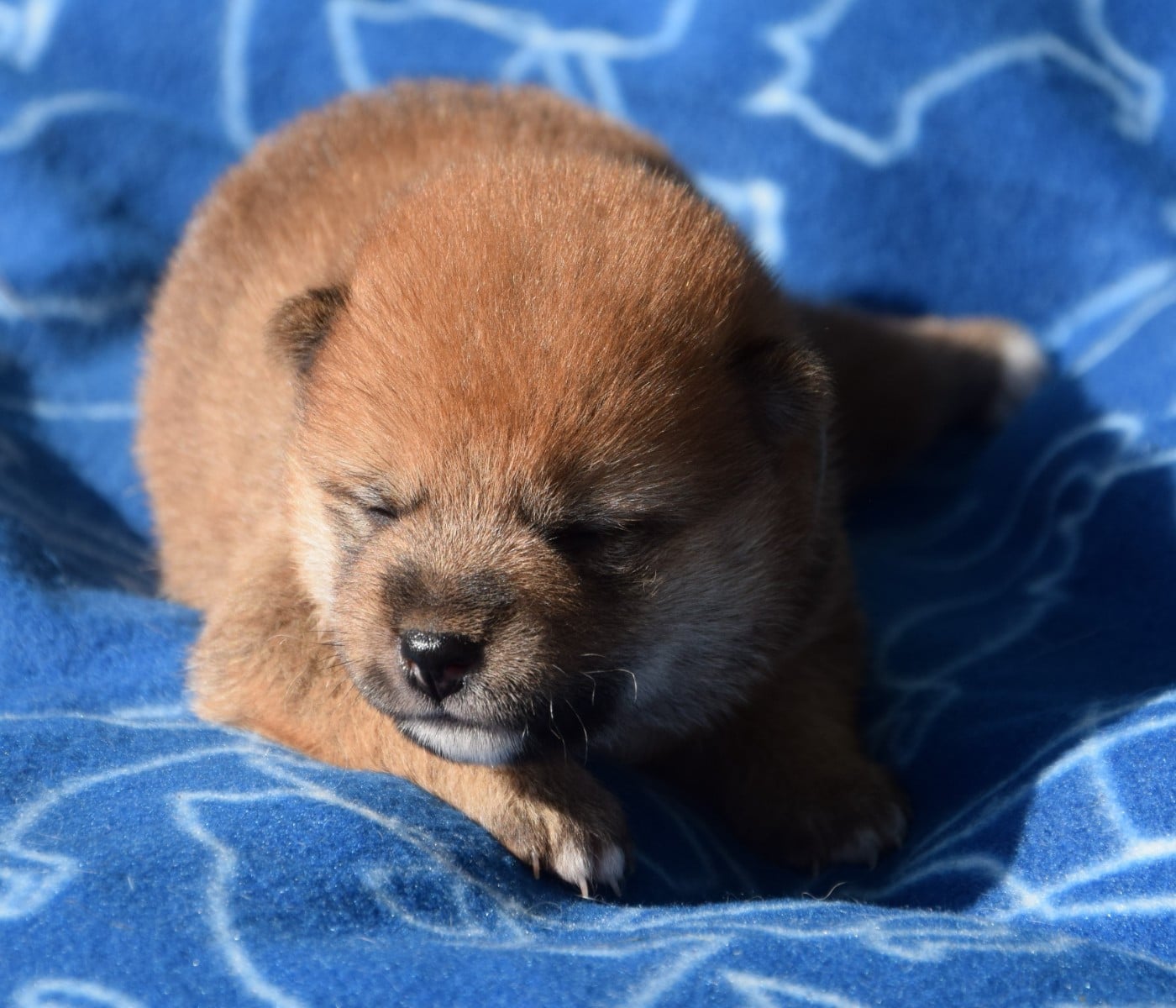 Shiba - (Sans Affixe)