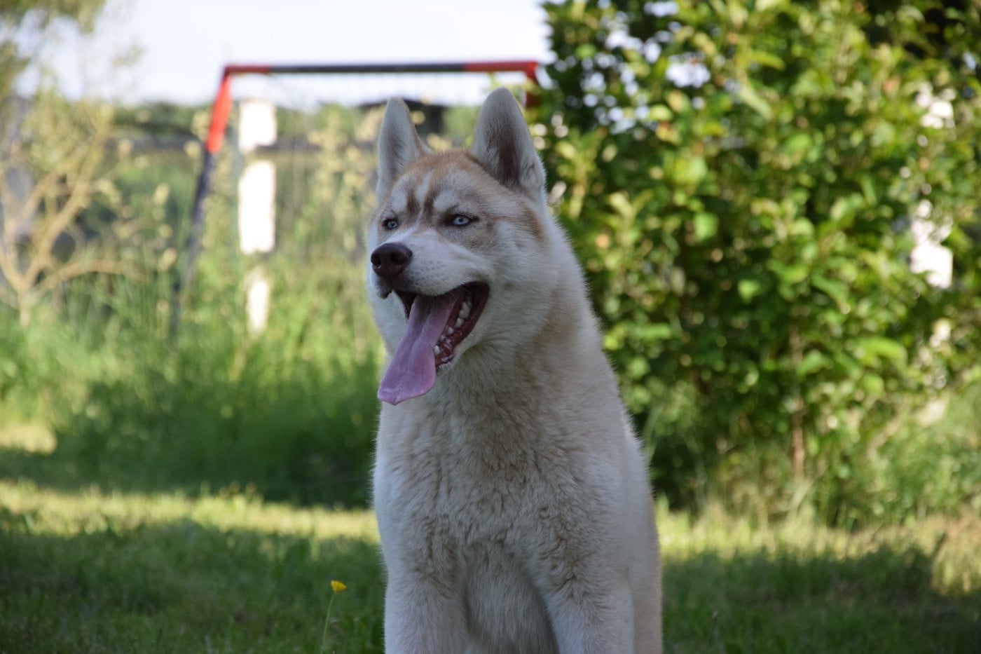 Chiot Siberian Husky