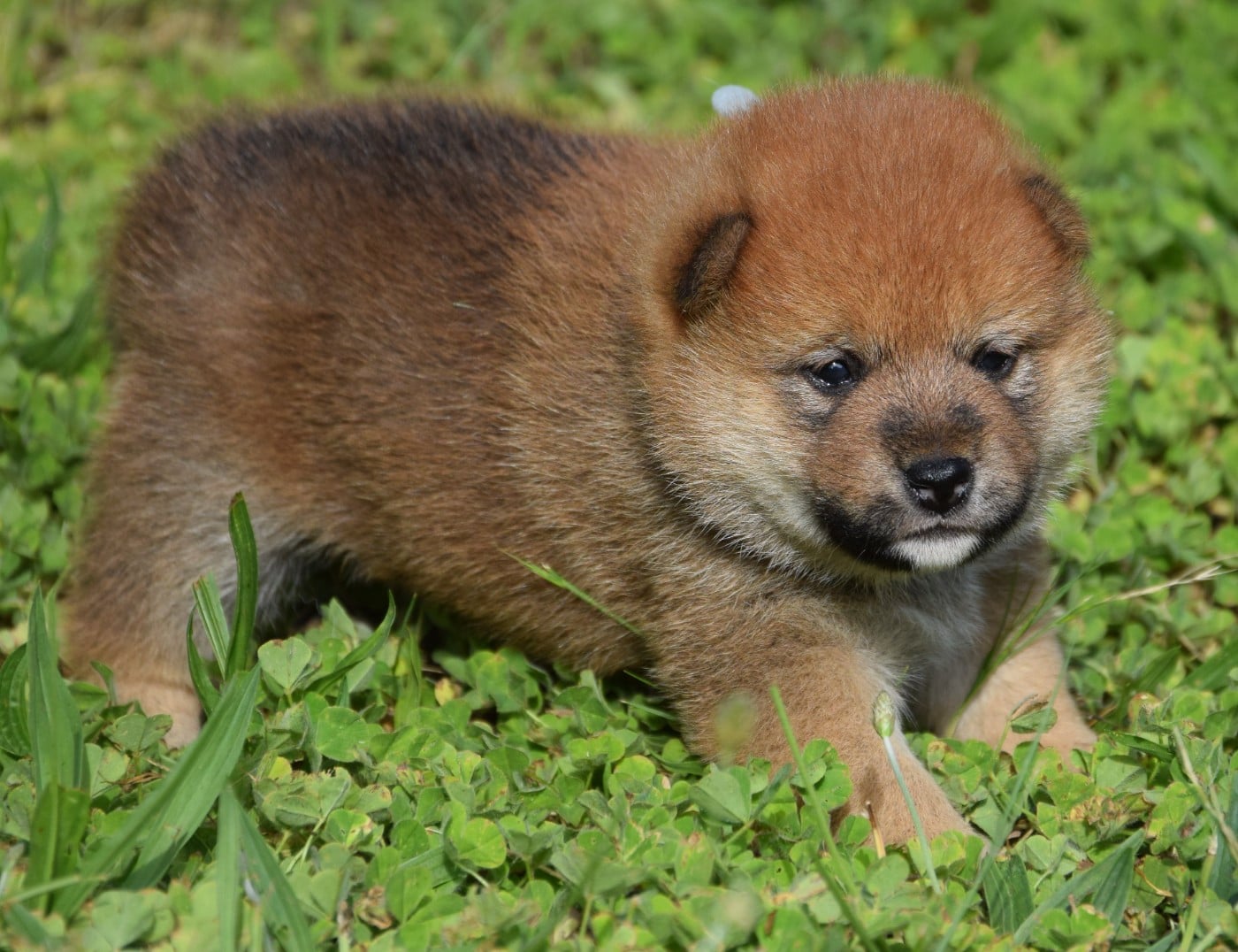 Shiba - (Sans Affixe)