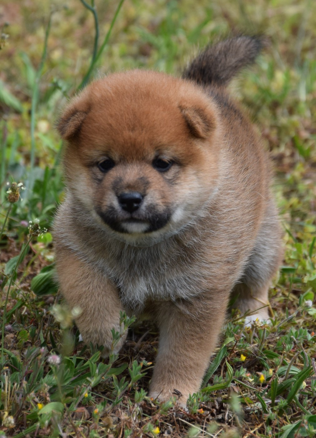 Shiba - (Sans Affixe)