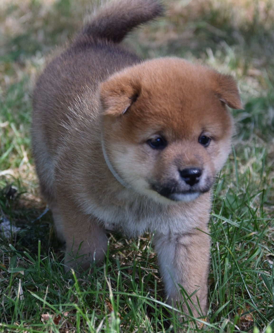 Shiba - (Sans Affixe)