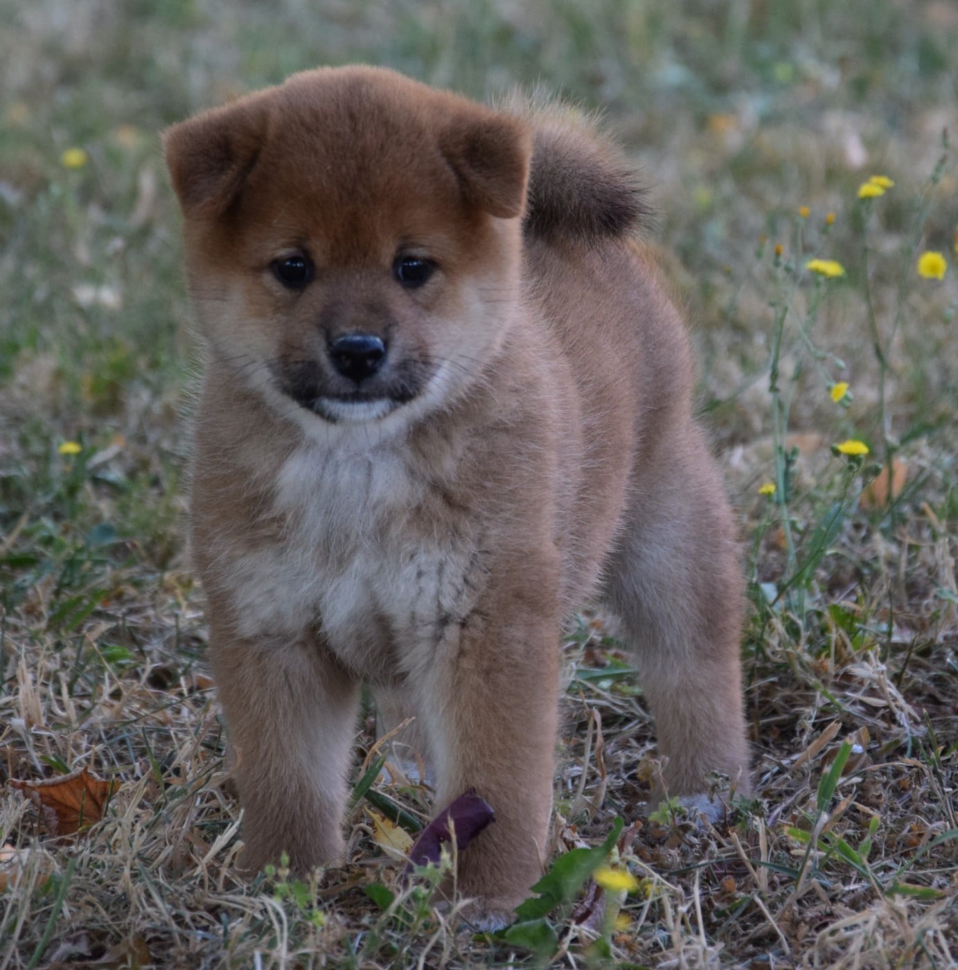 Shiba - (Sans Affixe)