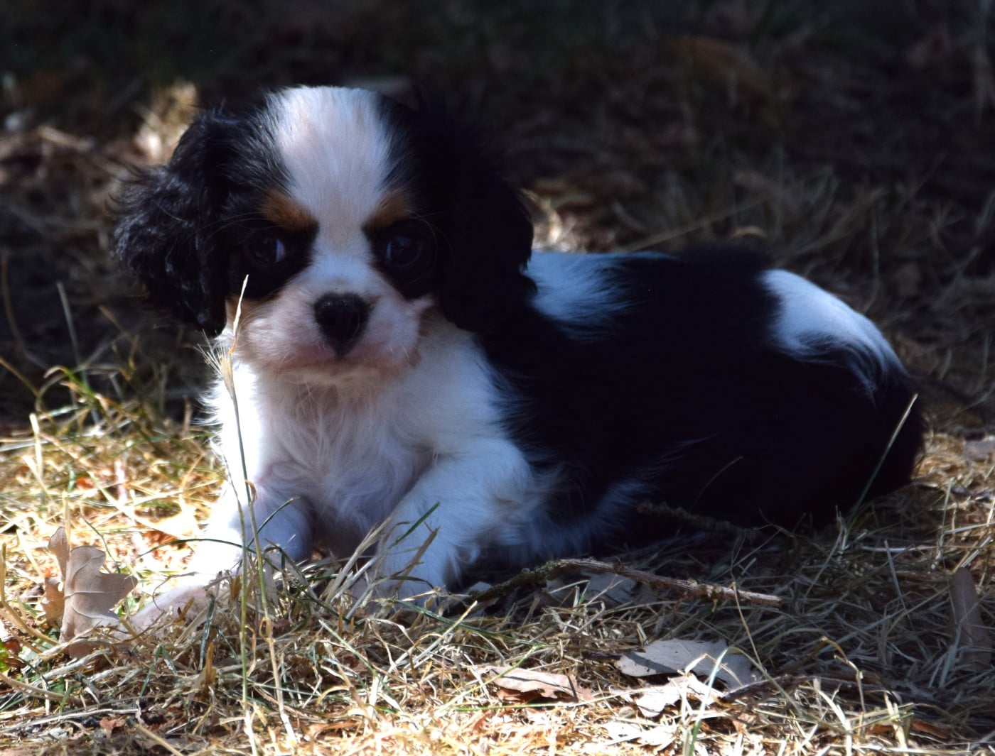 Baby Cookie