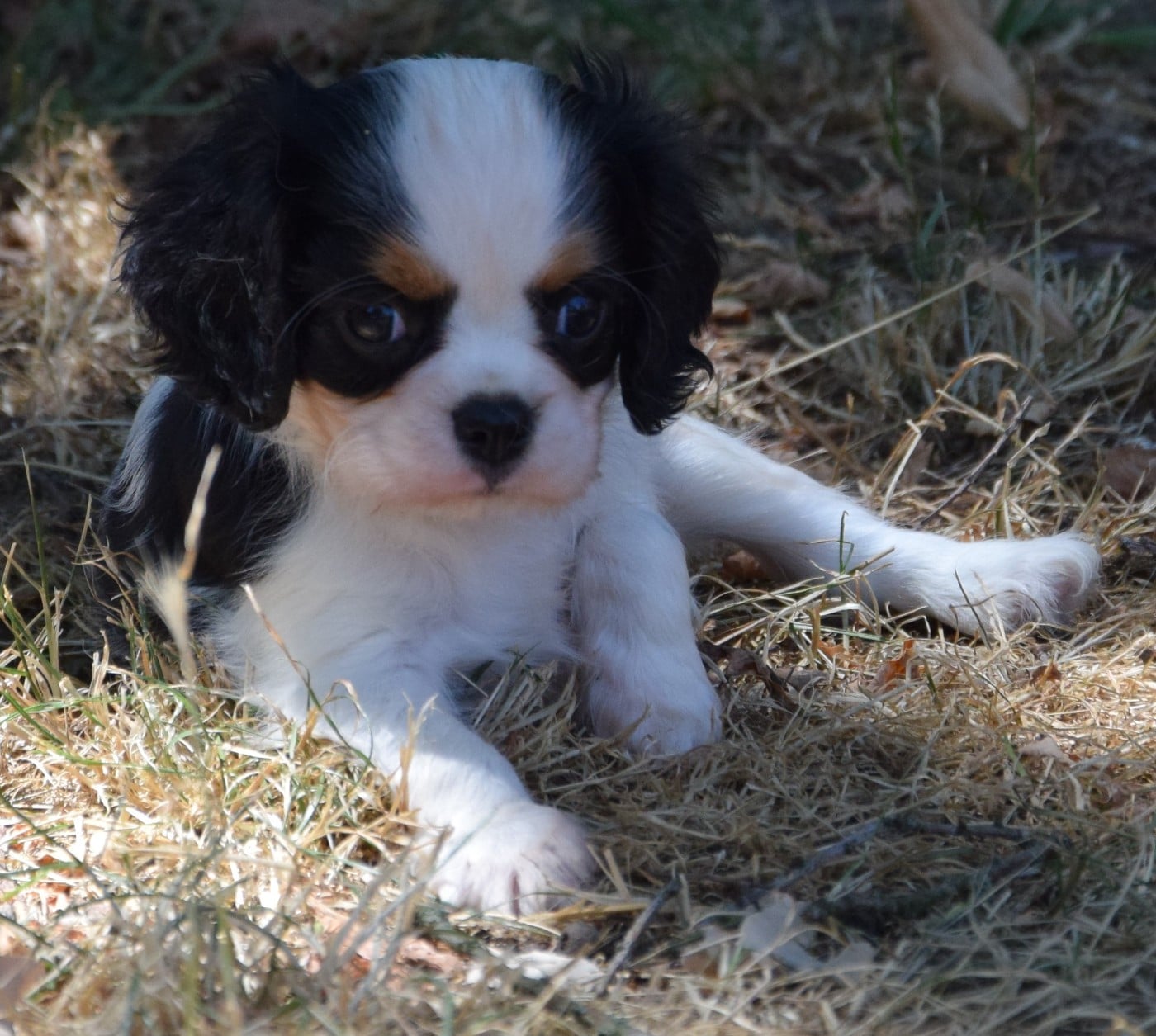 Baby Cookie