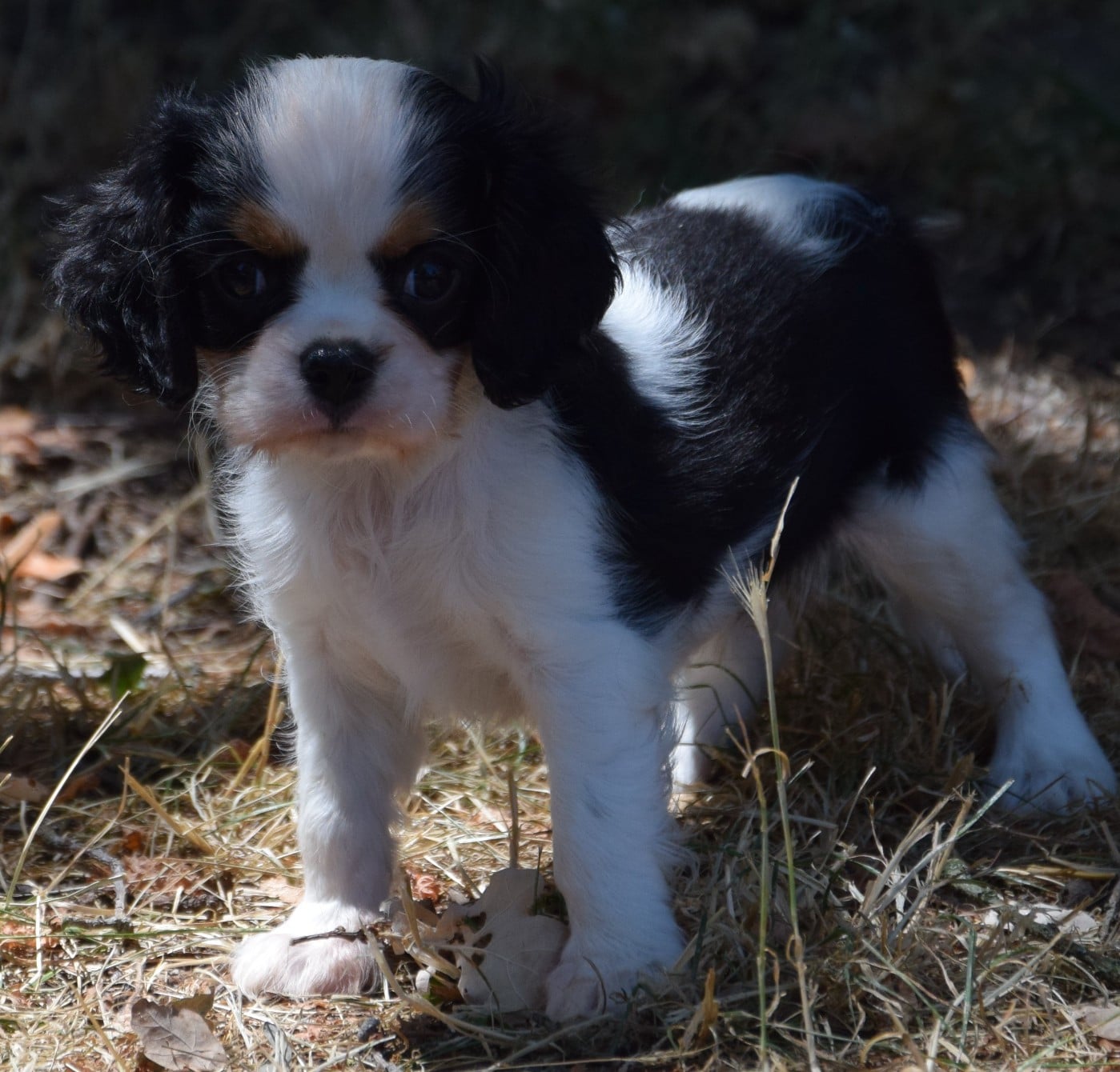Baby Cookie