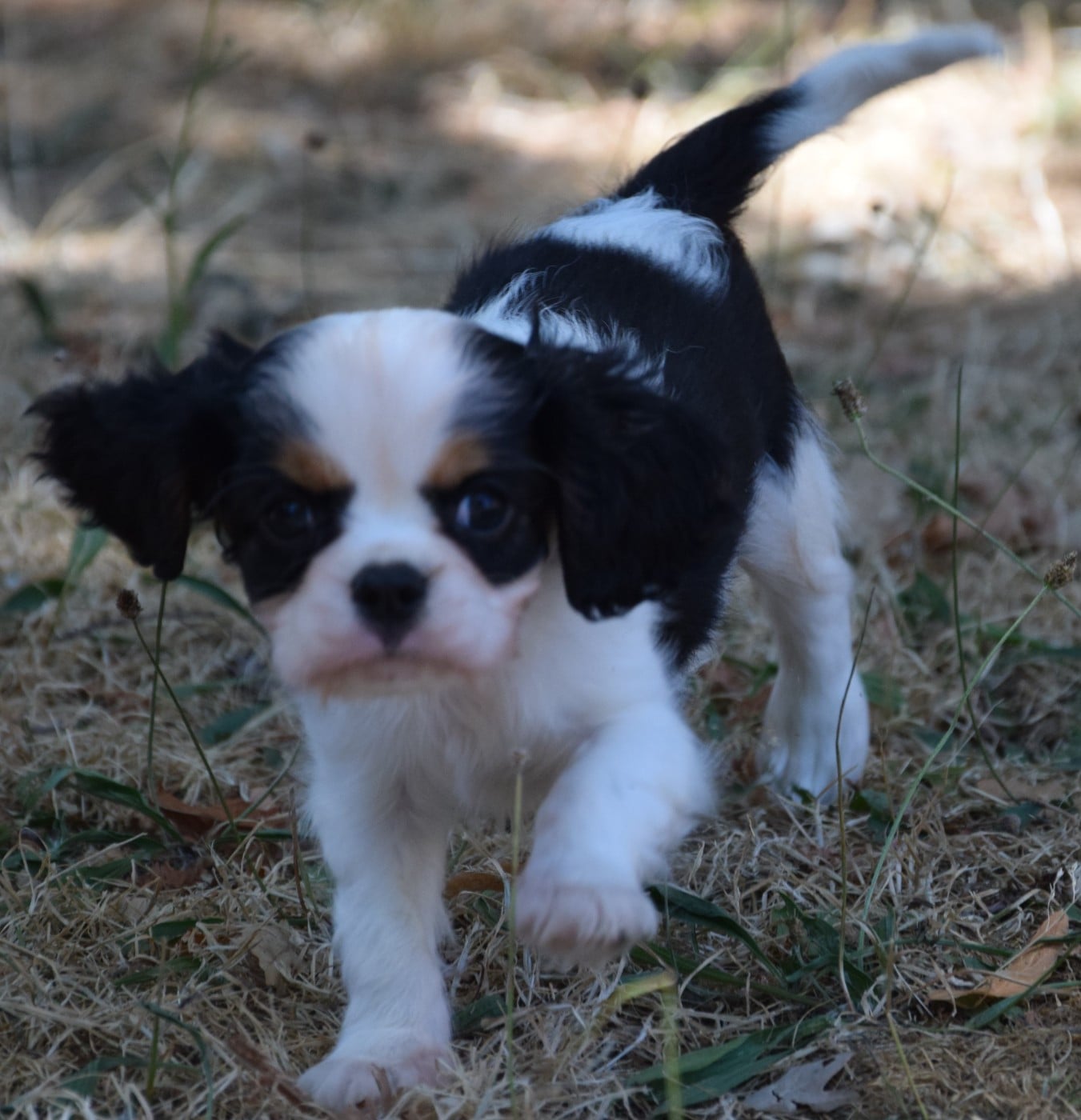 Baby Cookie