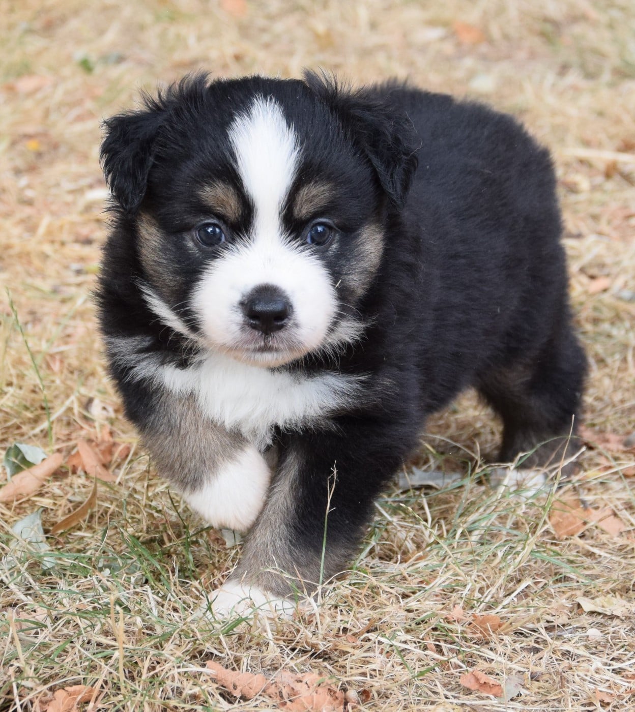Chiot N°3