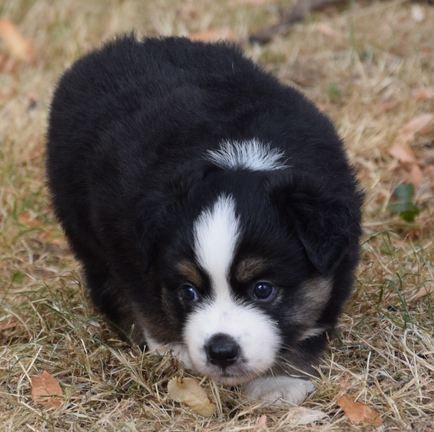 Chiot N°3