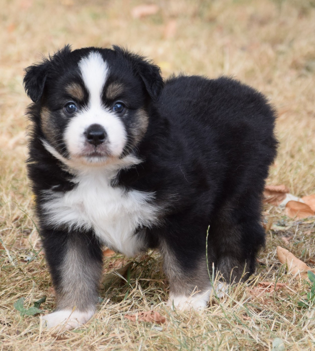 Chiot N°3