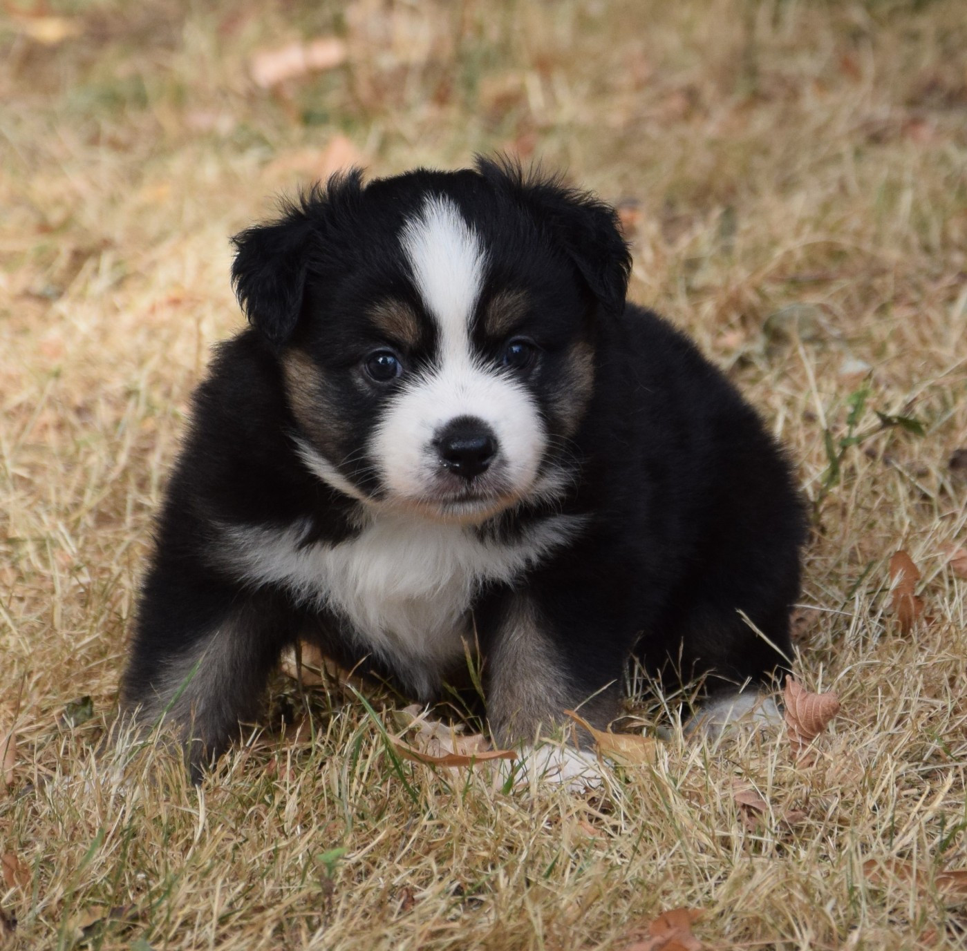 Chiot N°3