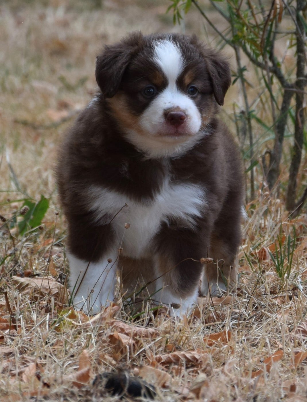 Bonnie