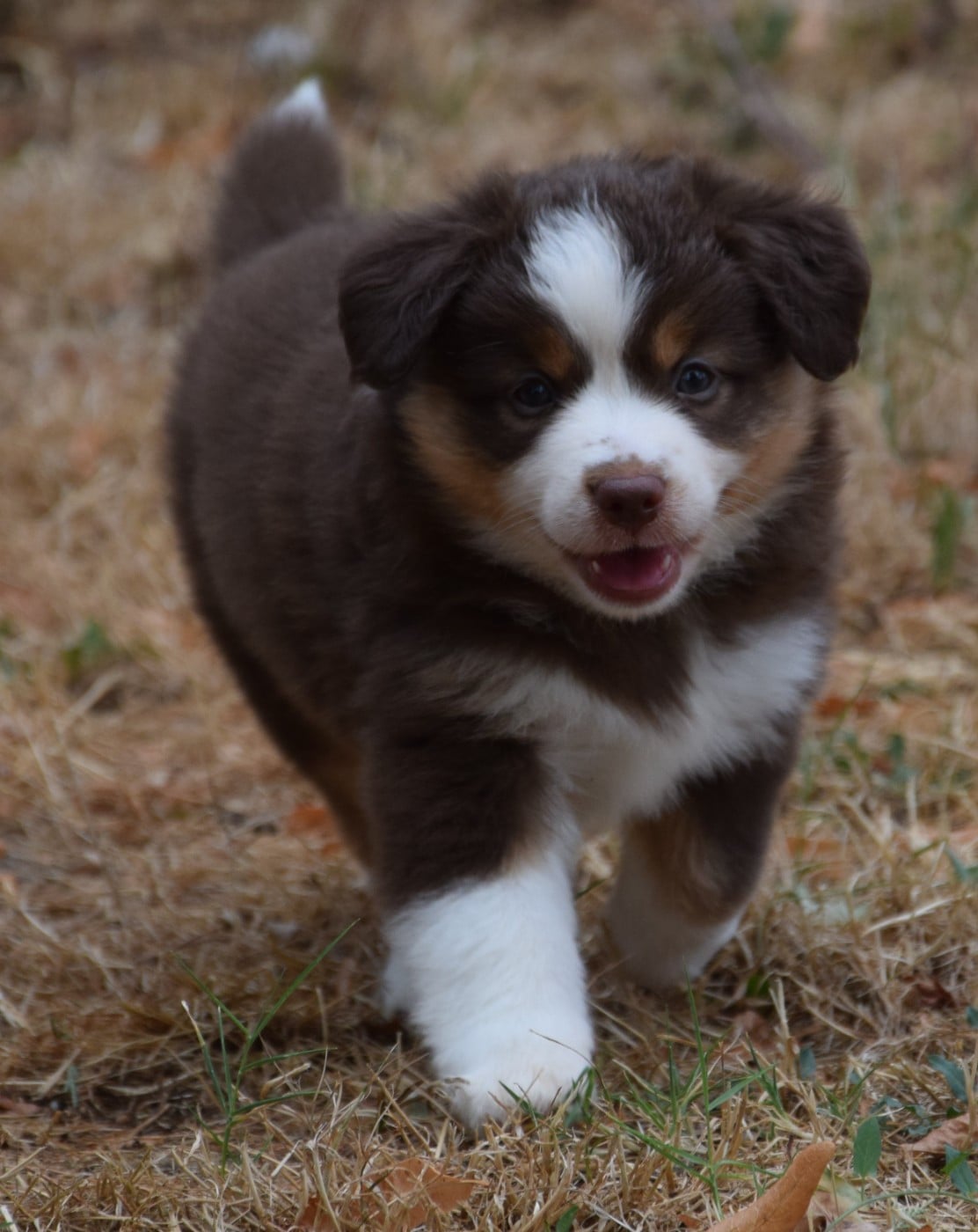 Bonnie