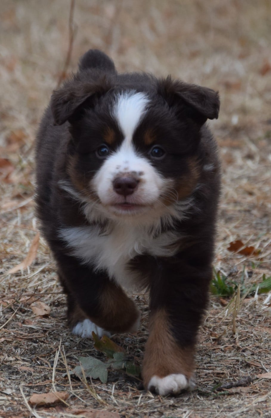 Chiot N°5