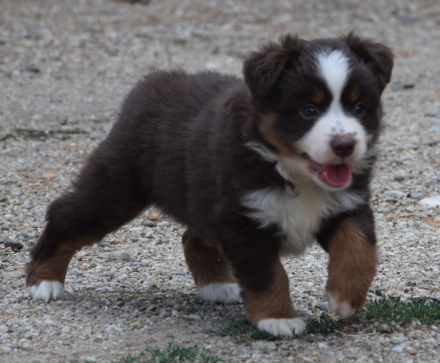 Chiot N°5