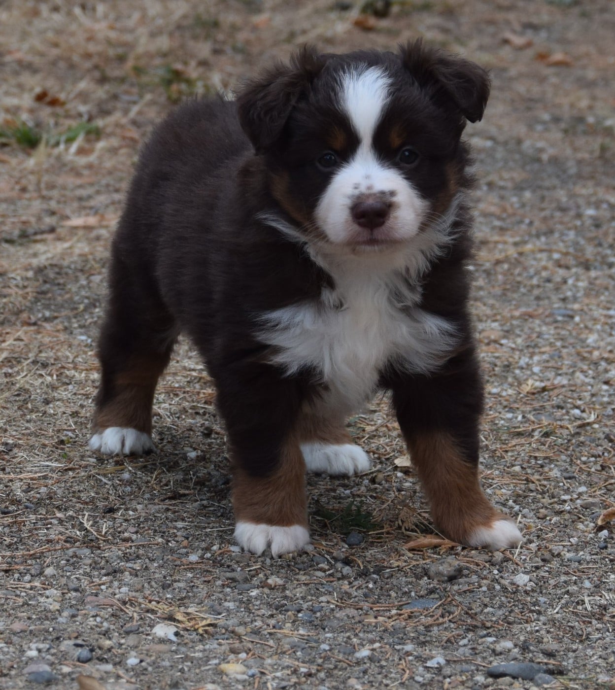 Chiot N°5