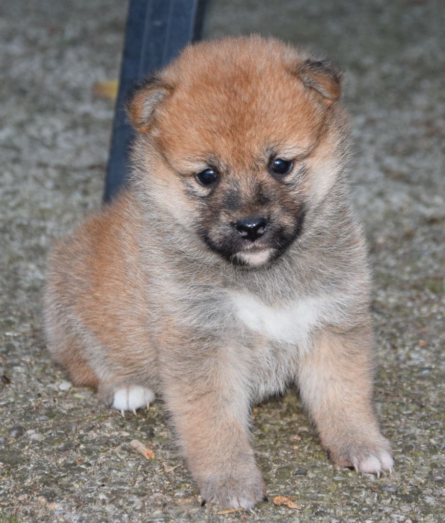 Shiba - (Sans Affixe)