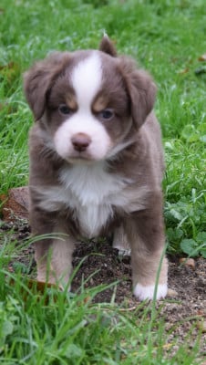 CHIOT 7 - Berger Américain Miniature