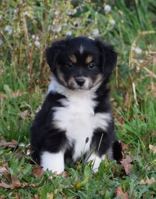 Les chiots de Berger Américain Miniature