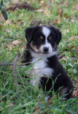Les chiots de Berger Américain Miniature 