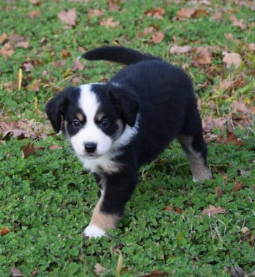 Les chiots de Berger Américain Miniature 
