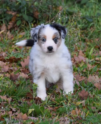 Les chiots de Berger Américain Miniature 