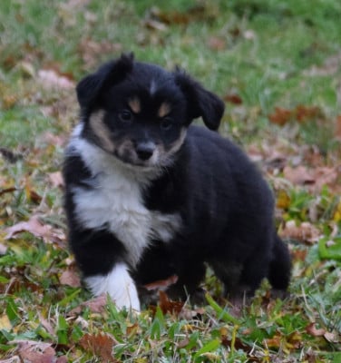 Les chiots de Berger Américain Miniature 