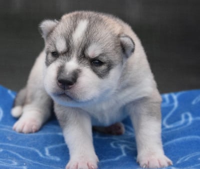 Les chiots de Siberian Husky
