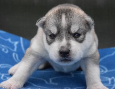 Les chiots de Siberian Husky